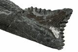 Bizarre Edestus Shark Tooth In Jaw Section - Carboniferous #231950-1